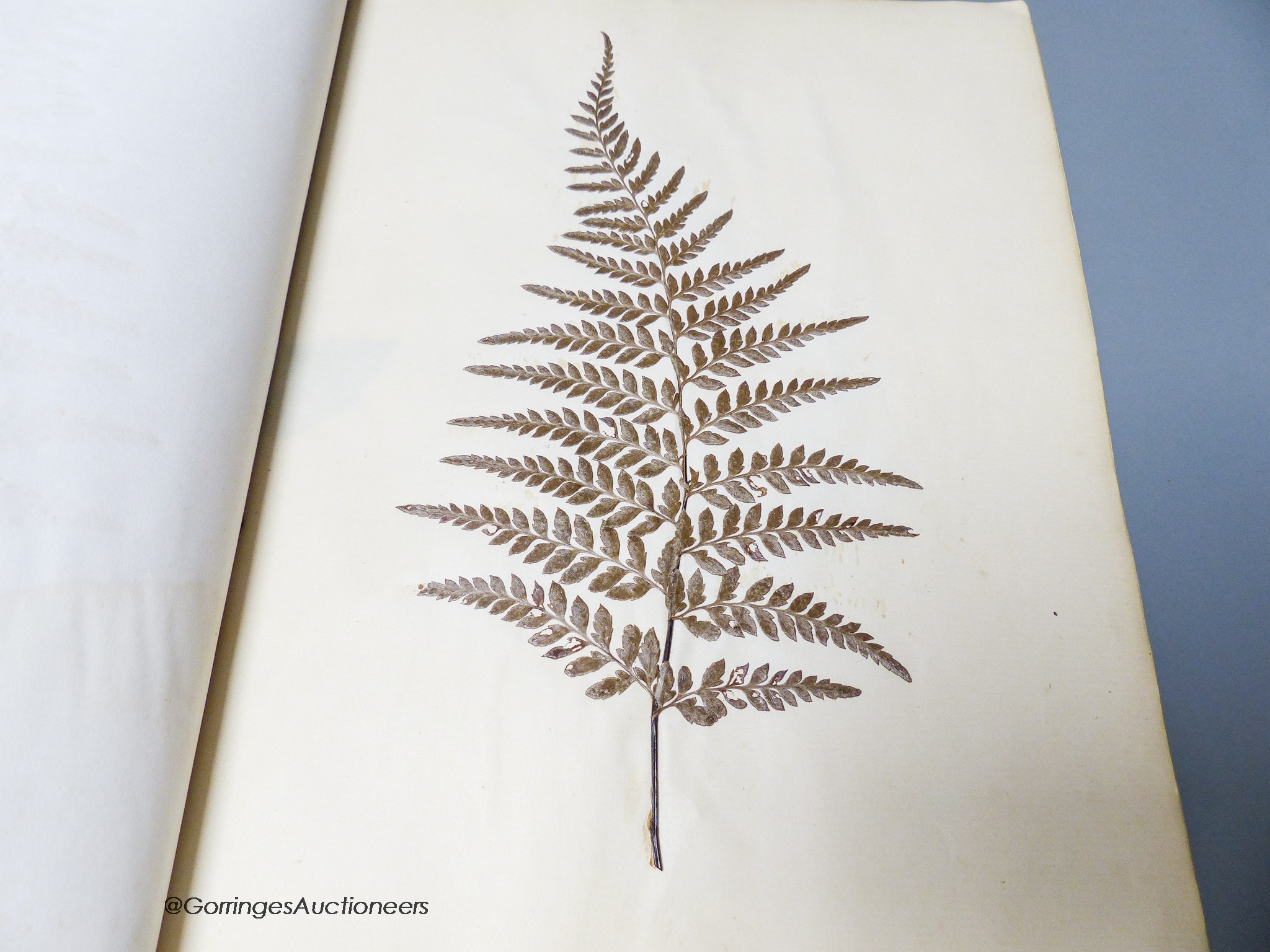 Early 20th century album of pressed fern specimens and leaves